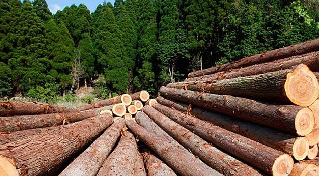 Orman Ürünleri Üretim ve Pazarlama